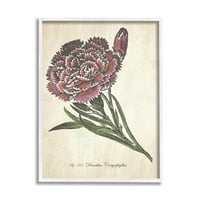 Botanički uzorak cvijeta karanfila crveno-zeleni uokvireni Grafički Dizajn zidni tisak, 16.20, od